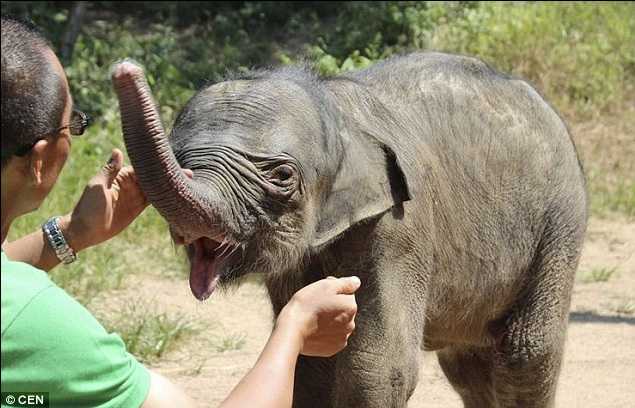 1668570187 278 un elefante bebe recien nacido es atacado y rechazado por