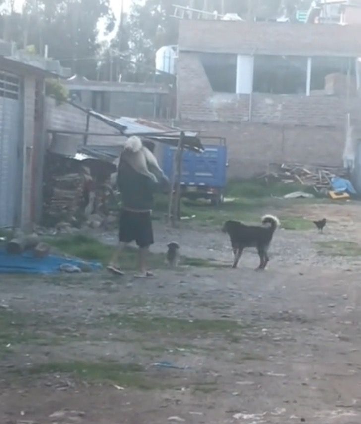 1668571111 612 El hombre cargo a su enorme perro a la espalda