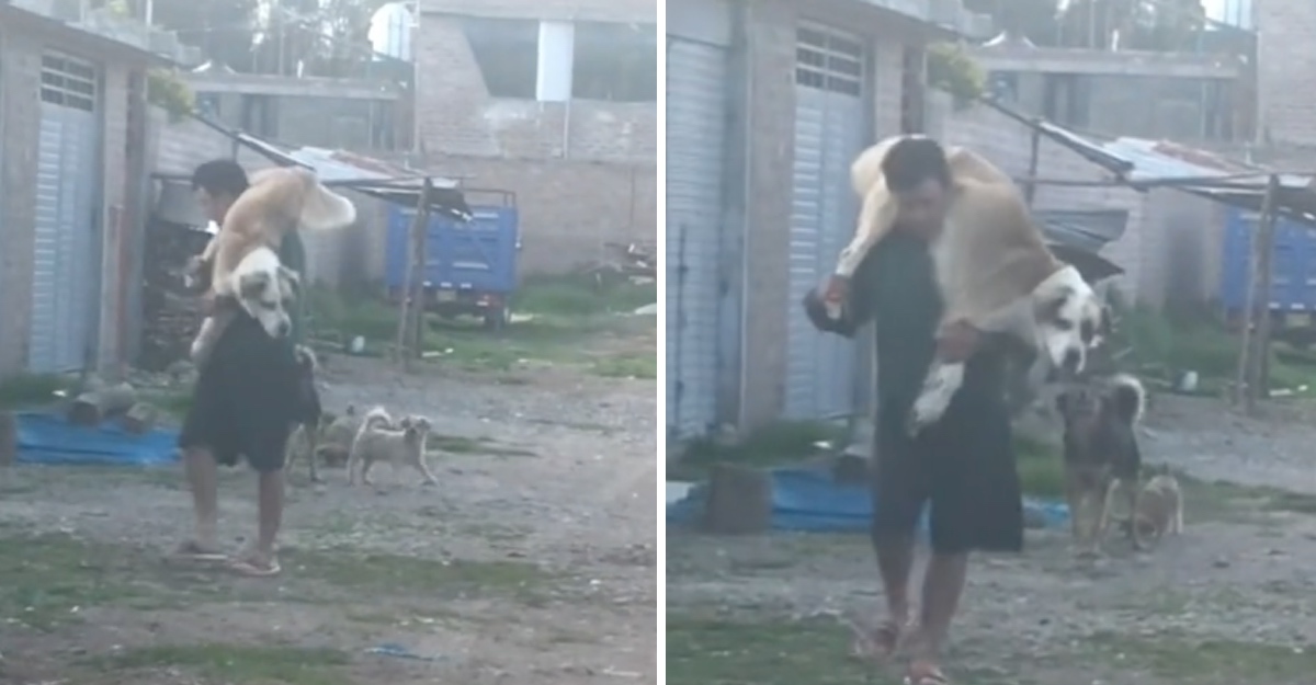 El hombre cargó a su enorme perro a la espalda para protegerlo de los perros del vecindario 1 1668571112 El hombre cargo a su enorme perro a la espalda