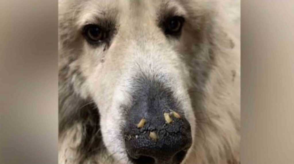 Perro a días de morir es descubierto con gusanos arrastrándose por su hocico 1 1668656654 Perro a dias de morir es descubierto con gusanos arrastrandose