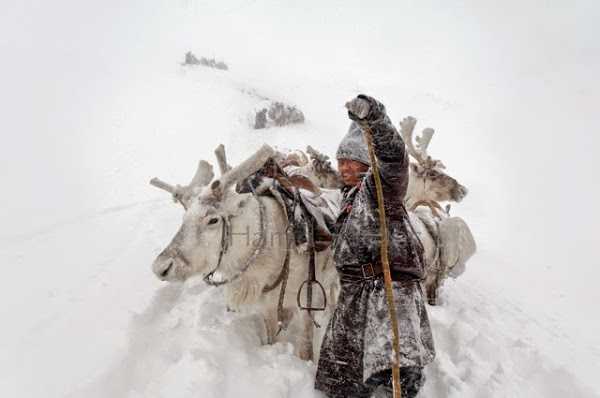 1668916043 992 fotos fascinantes de renos en mongolia mas de 8 fotos