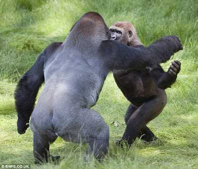 1669088944 574 emotivo momento de dos gorilas abrazandose despues de 3 anos
