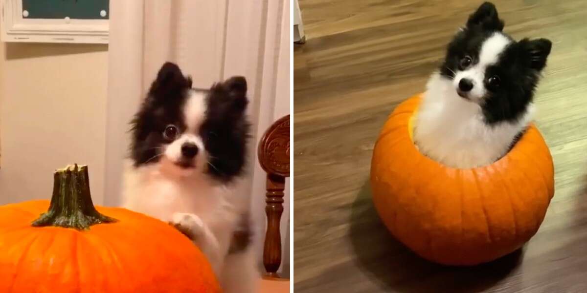 Little Dog salta a una calabaza tallada y decide que es donde vive ahora 1 1669696844 Little Dog salta a una calabaza tallada y decide que