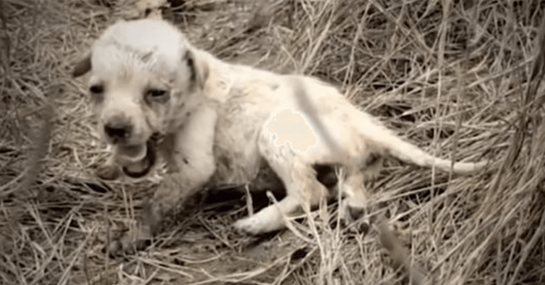 Cachorro abandonado solo en un campo siente amor por primera