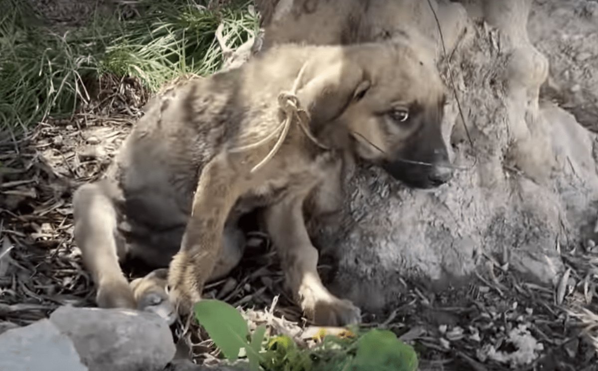 Cachorro confundido golpeado por pequenas balas y atado con alambre
