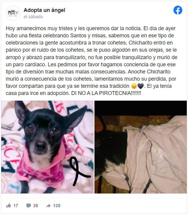 Cachorro perdio la vida por el ruido de la polvora