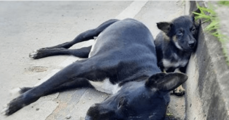 El bebe se durmio en la acera cuidando a la