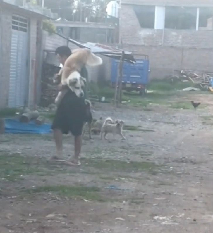 El hombre cargo a su enorme perro a la espalda