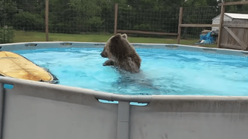 El vientre del oso grizzly cae directamente a la piscina