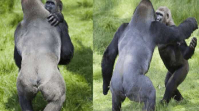 Emotivo momento de dos gorilas abrazándose después de 3 años