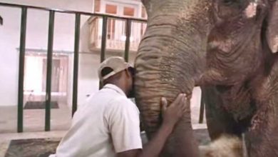 Guardian del zoologico libera a elefante despues de 22 anos