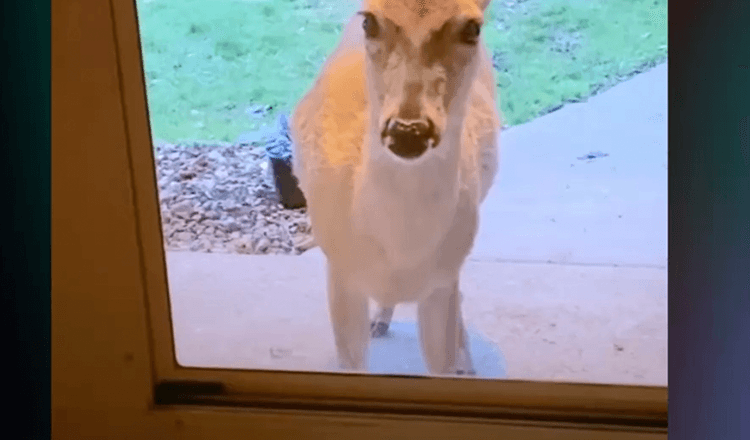 Mama deer llama a la puerta para mostrarle sus nuevos