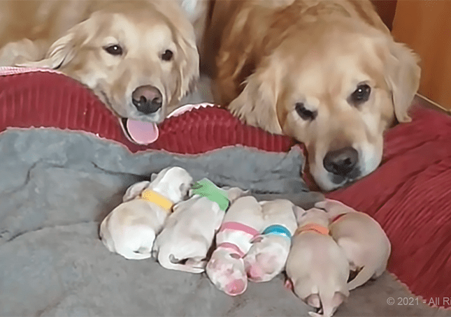 Padres de golden retriever cuidan a sus cachorros recien nacidos