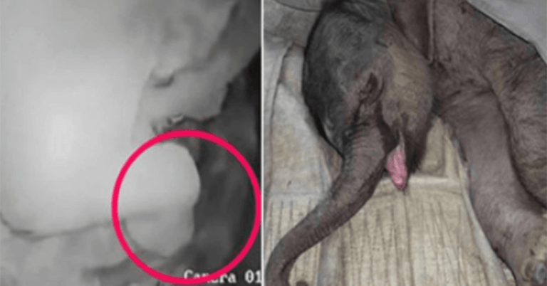 Un elefante bebe recien nacido es atacado y rechazado por