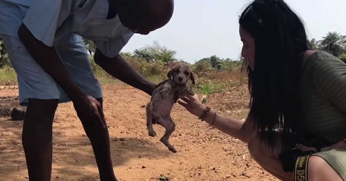 Un perro moribundo vuelve a la vida con la ayuda