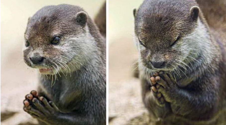 1670302431 17 fotos que demostrarian que los animales tambien rezan