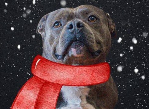 1670559613 nyc second chance rescue presenta 25 perros de navidad ¡aqui