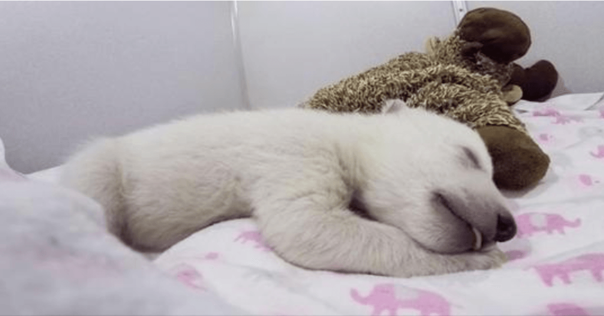 Oso polar durmiendo con un animal de peluche hace ruidos lindos 1 1670559782 Oso polar durmiendo con un animal de peluche hace ruidos