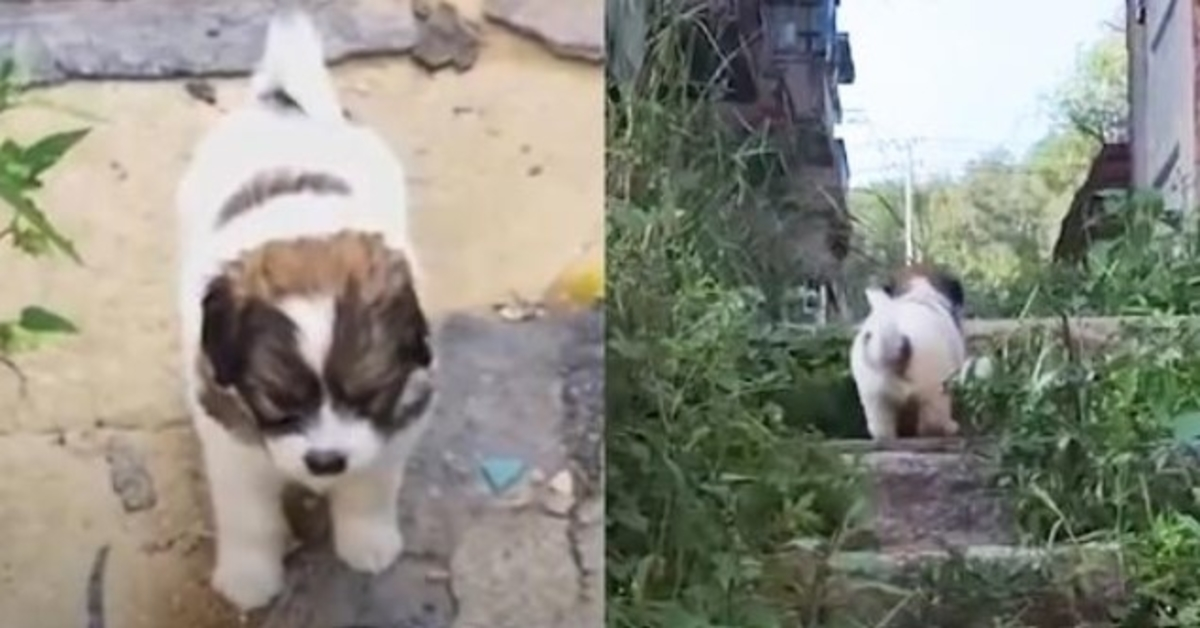 El perro callejero insta a los rescatistas a seguirlo hasta un edificio abandonado 1 1670820123 El perro callejero insta a los rescatistas a seguirlo hasta
