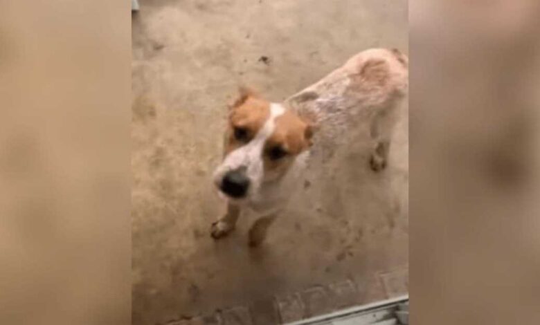 El tipo trajo a casa un perro callejero por la noche, pero por la mañana resultó que no era un perro. 1 1670993189 el tipo trajo a casa un perro callejero por la