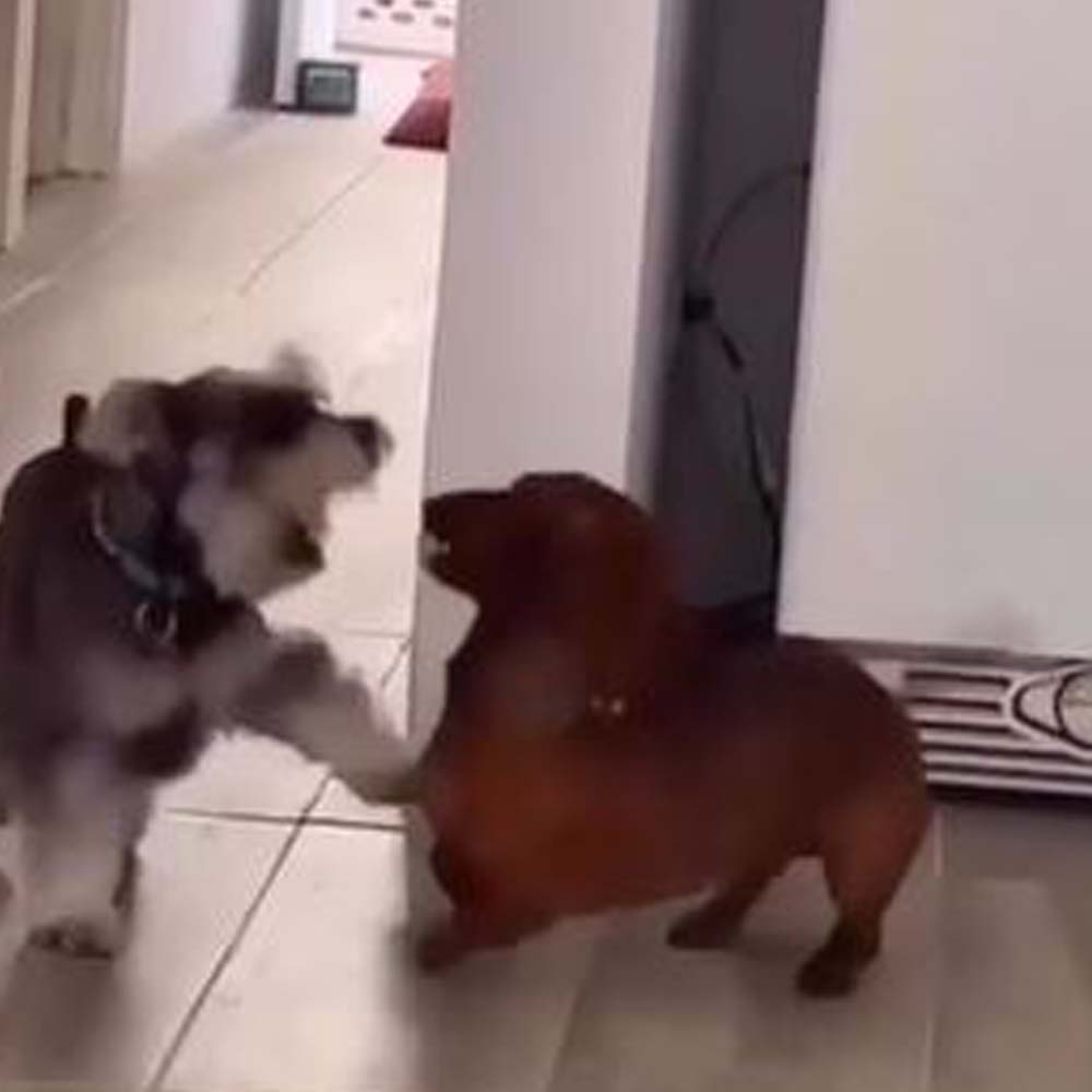 1671082339 523 Dos perros transmiten suerte jugando al escondite
