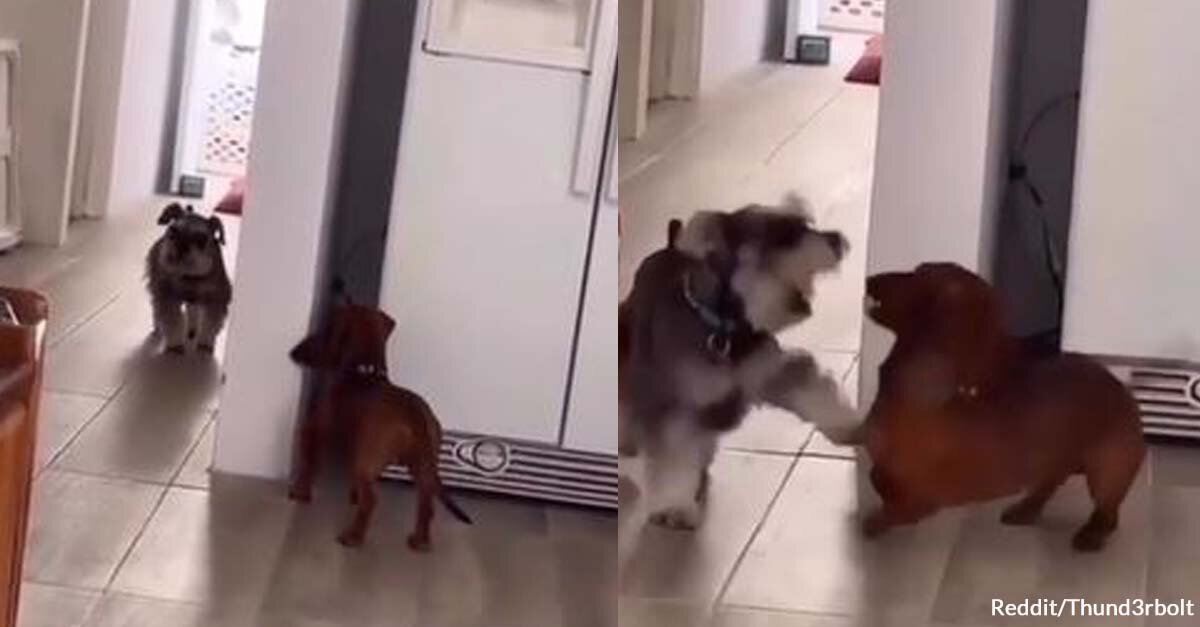 Dos perros transmiten suerte jugando al escondite 1 1671082341 Dos perros transmiten suerte jugando al escondite