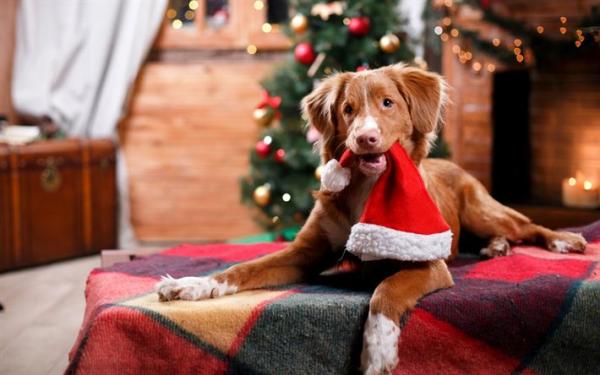 1671168923 432 16 ideas de regalos de navidad para tu perro