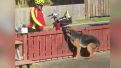 1671339427 la camara oculta capta la tierna rutina del cartero con