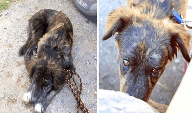 1672204311 Pareja conduciendo un auto se encuentra con un perro solitario