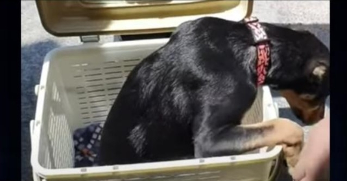 Cesta para perros de "medio cuerpo" que nadie quiere pone los ojos en 1 hombre 1 Cesta para perros de medio cuerpo que nadie quiere pone