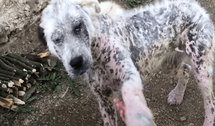 La pata enferma ofreció la pata a extraños para rogarles que la salvaran a ella y a un amigo. 1 La pata enferma ofrecio la pata a extranos para rogarles