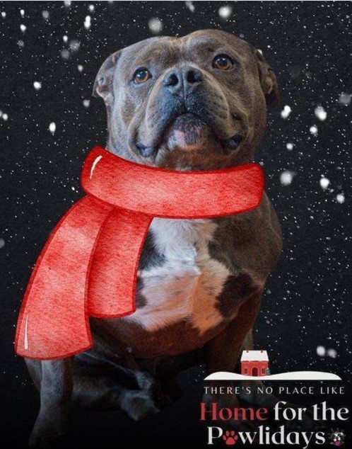 NYC Second Chance Rescue presenta 25 perros de Navidad ¡aqui