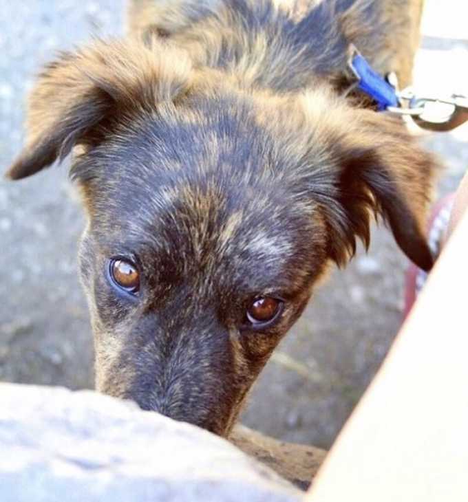 Pareja conduciendo un auto se encuentra con un perro solitario