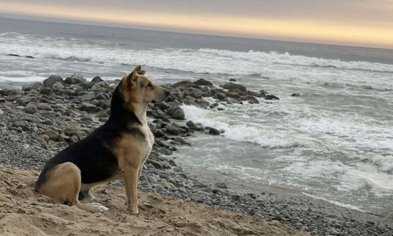 'Vaguito', el perro que espera junto al mar a su difunto dueño pescador 1 Vaguito el perro que espera junto al mar a su