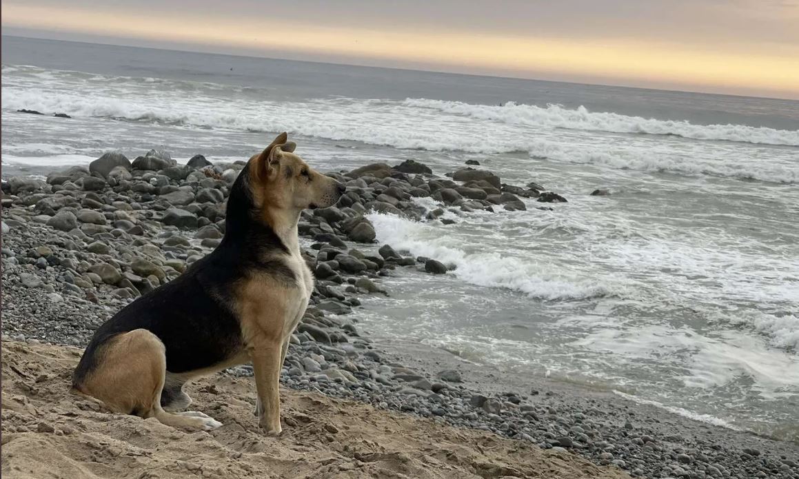 'Vaguito', el perro que espera junto al mar a su difunto dueño pescador 1 Vaguito el perro que espera junto al mar a su