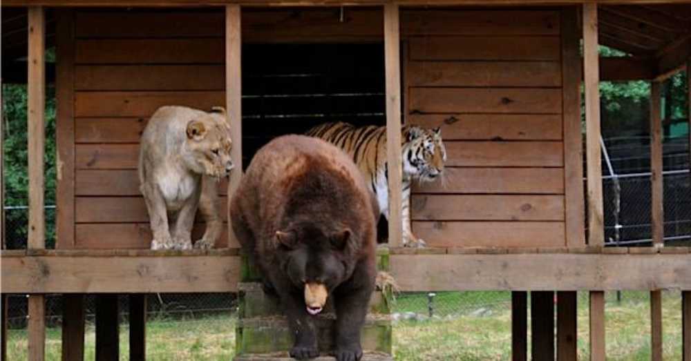1672896246 73 el leon el tigre y el oso se hacen amigos