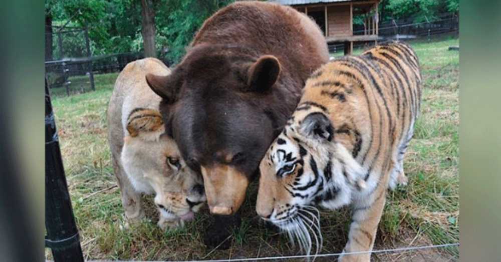 1672896247 996 el leon el tigre y el oso se hacen amigos