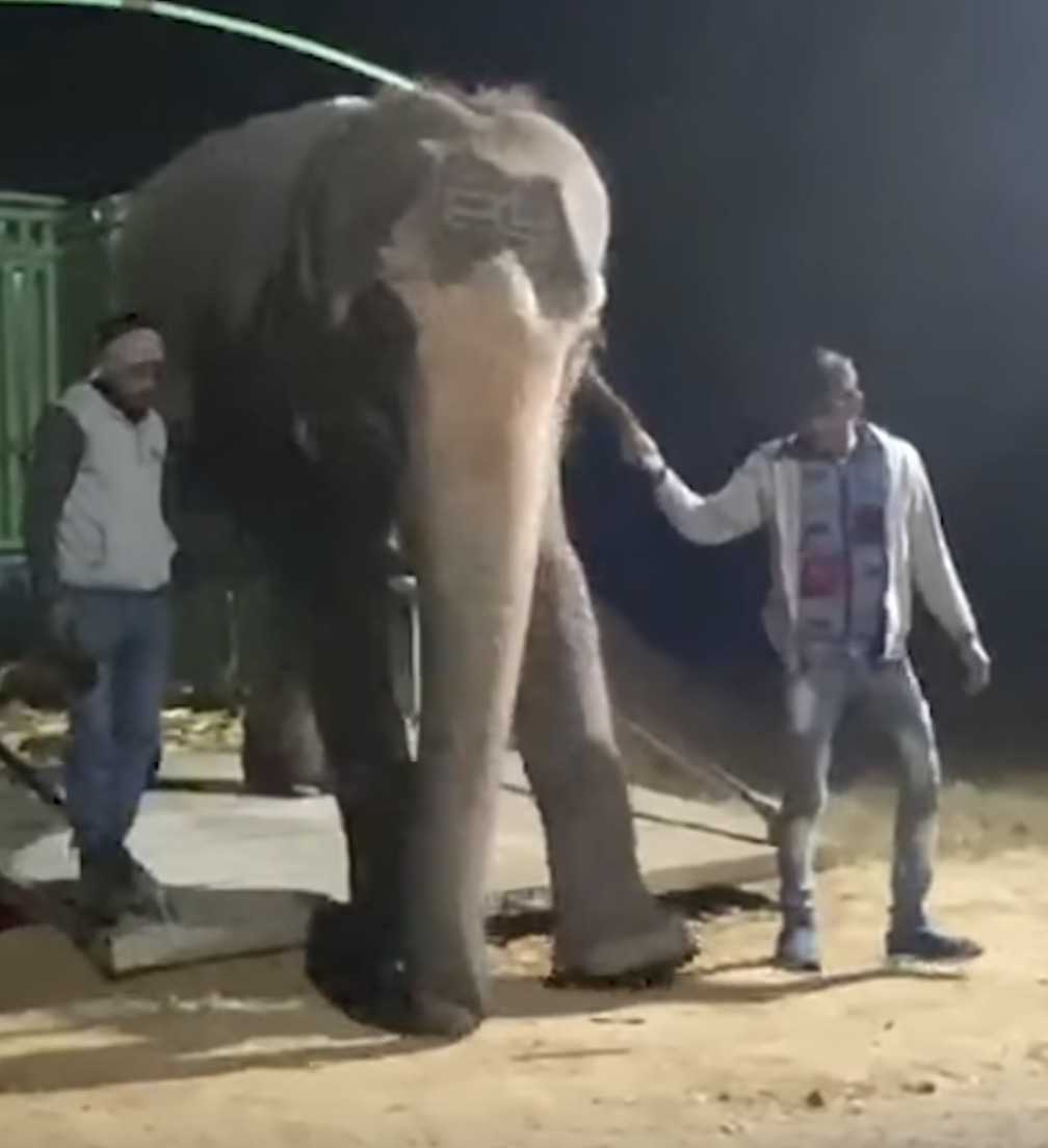 1672982766 785 despues de 46 anos de abuso en cautiverio el elefante