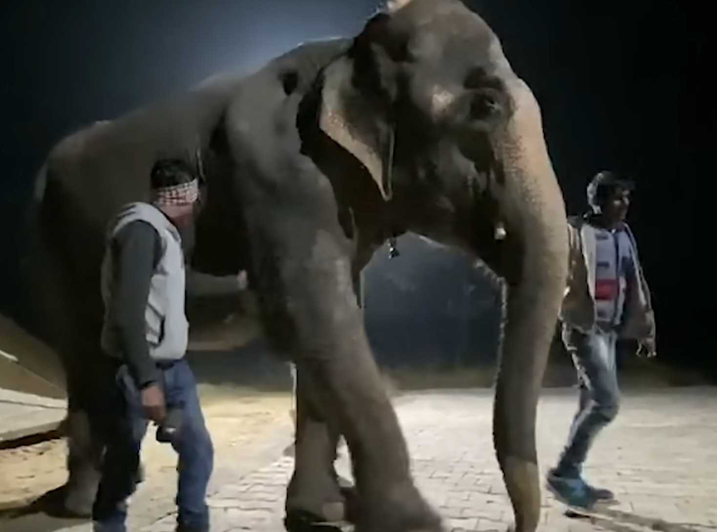 1672982767 672 despues de 46 anos de abuso en cautiverio el elefante