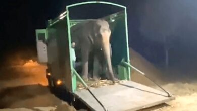 1672982769 despues de 46 anos de abuso en cautiverio el elefante
