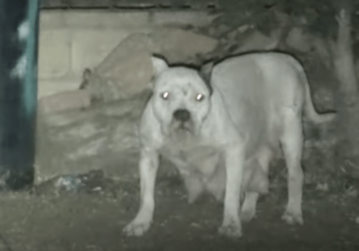 1673069289 693 el perro se nego a ser rescatado por temor a