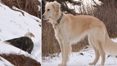 1673328648 aguila calva salvada de congelacion por golden retriever