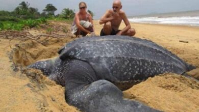 1673501736 emergiendo del mar la tortuga marina mas grande del mundo