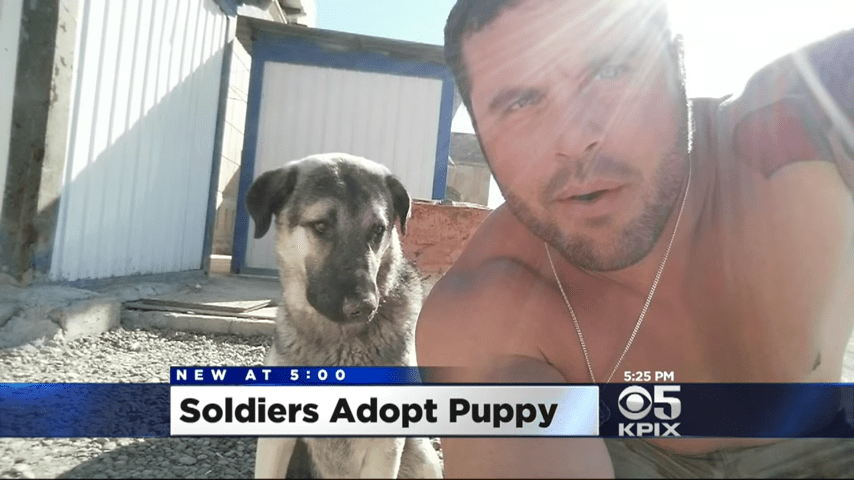 1674280670 64 soldado dedicado adopta perro que lo llevo en una gira