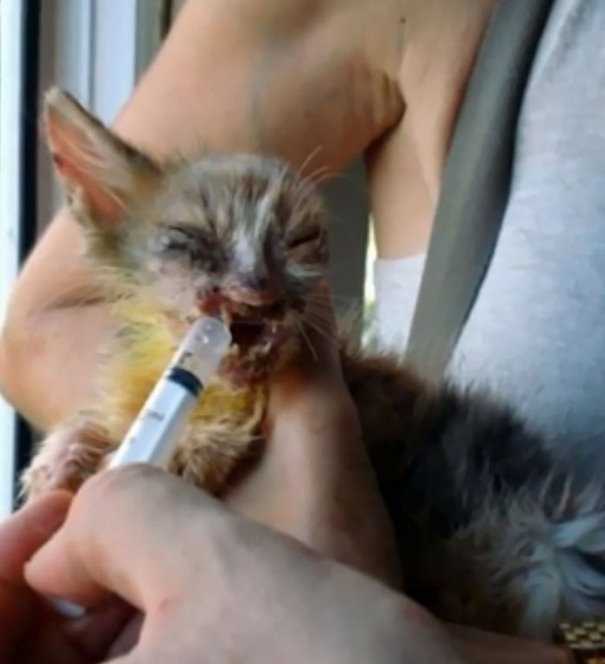1674540079 454 nu gatito de 7 anos que los adultos estaban
