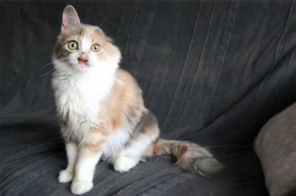 1674540081 359 nu gatito de 7 anos que los adultos estaban