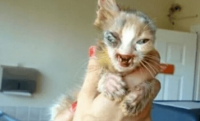 NU - Gatito de 7 años que los adultos estaban demasiado asustados para siquiera mirar 1 1674540093 nu gatito de 7 anos que los adultos estaban