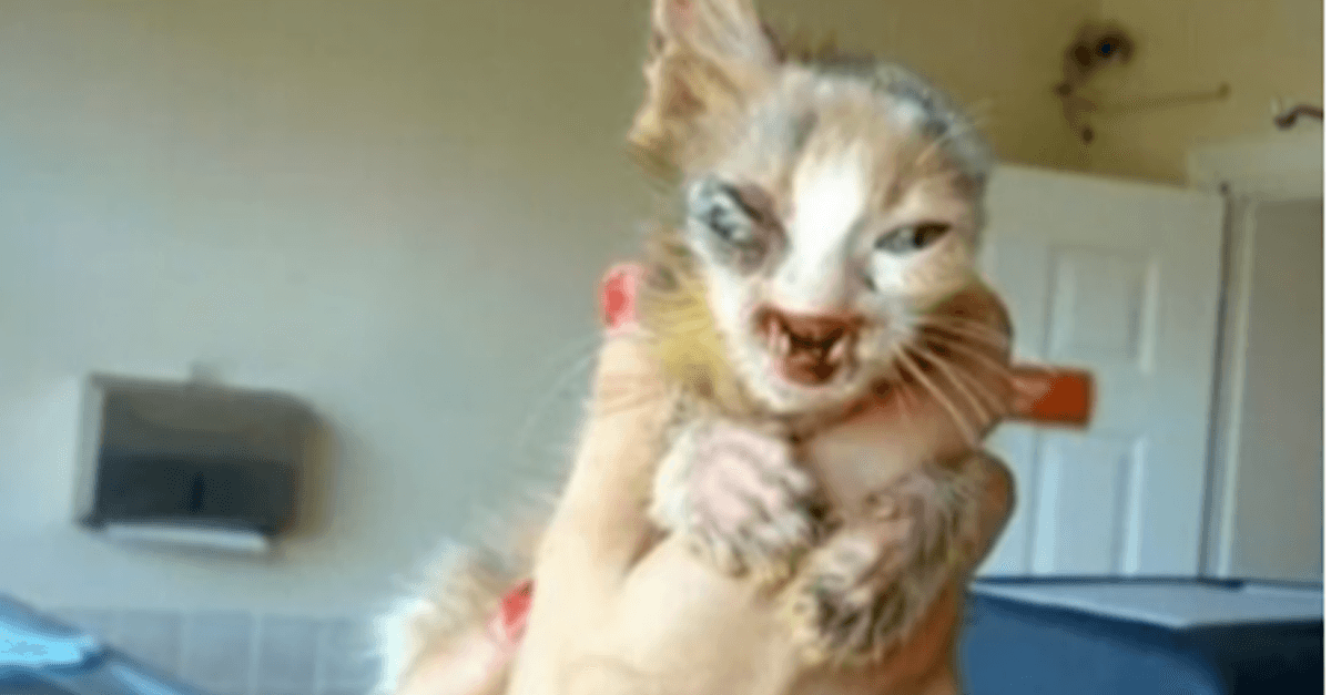 NU - Gatito de 7 años que los adultos estaban demasiado asustados para siquiera mirar 1 1674540093 NU Gatito de 7 anos que los adultos estaban