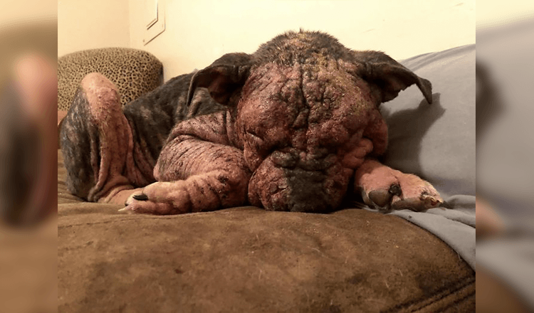 'Apestaba, no podía ver y sangraba por todo el sofá': la gente amable salva a un perro moribundo y su transformación es increíble 1 1674972557 apestaba no podia ver y sangraba por todo el sofa