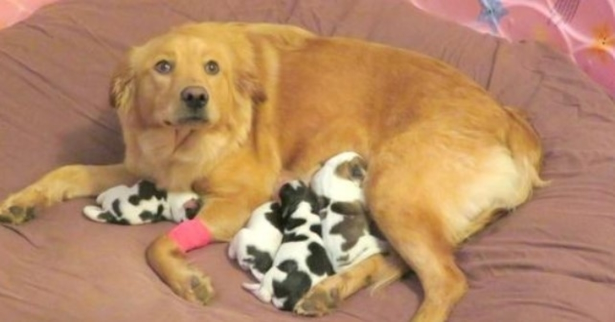 Trabajadores encuentran a golden retriever abandonado mientras da a luz a 'bebés de vaca' 1 1675145414 Trabajadores encuentran a golden retriever abandonado mientras da a luz